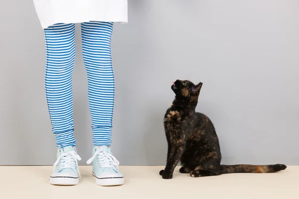 Tortoiseshell cat looking up for food — Stock Photo, Image