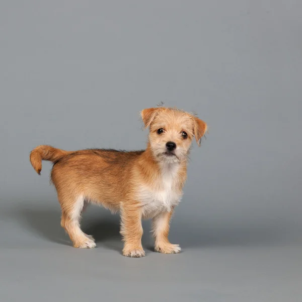 Cute little puppy — Stock Photo, Image