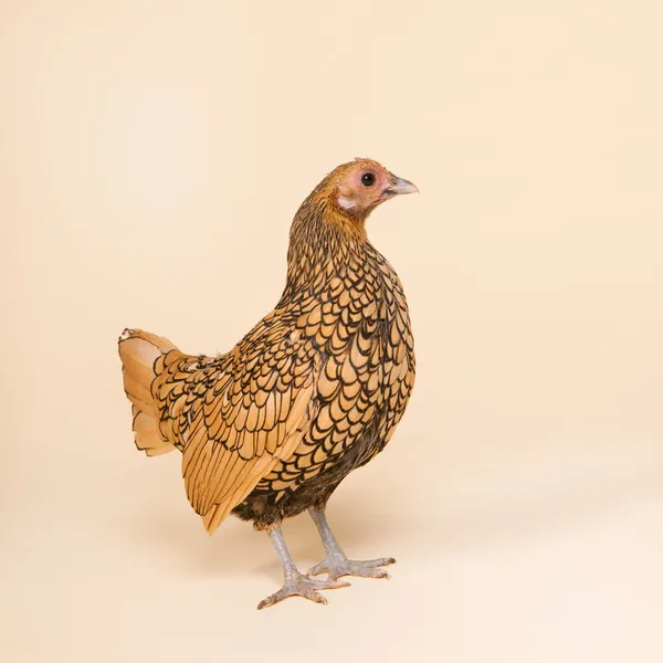 Pollo en estudio sobre fondo crema — Foto de Stock