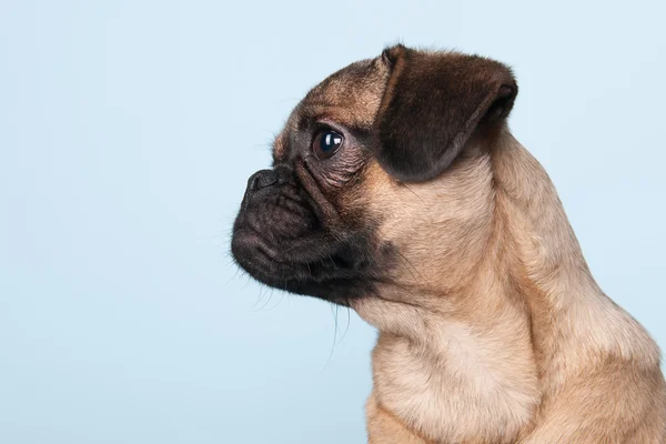 Valp mops på blå bakgrund — Stockfoto