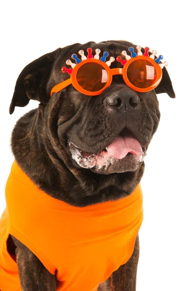 Perro como hincha holandesa del fútbol — Foto de Stock