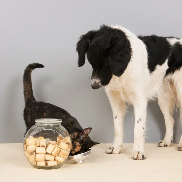 Stabyhoun dog and cat with cookies — Stock Photo, Image