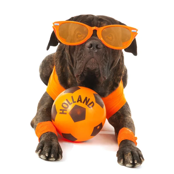 Cão como torcedor de futebol holandês — Fotografia de Stock