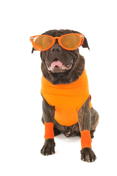 Dog as Dutch soccer supporter — Stock Photo, Image