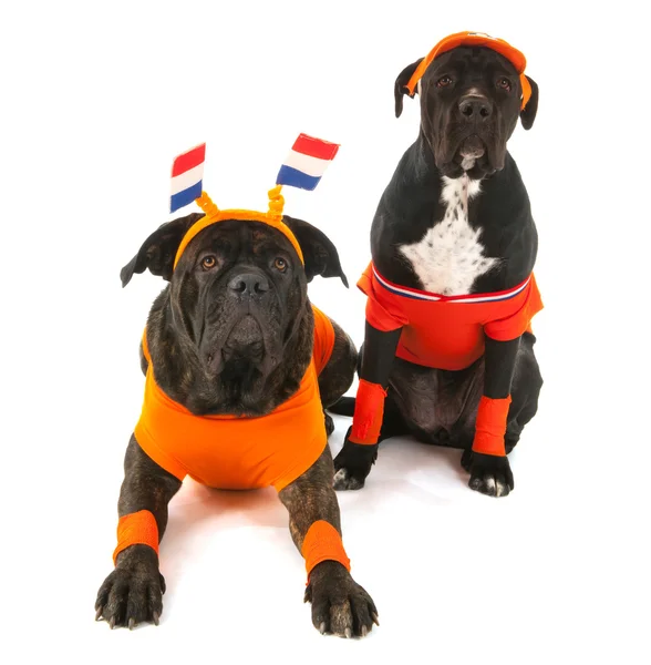 Perros como aficionados holandeses al fútbol —  Fotos de Stock