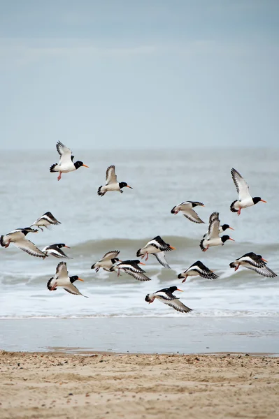 Eurasiska strandskator — Stockfoto