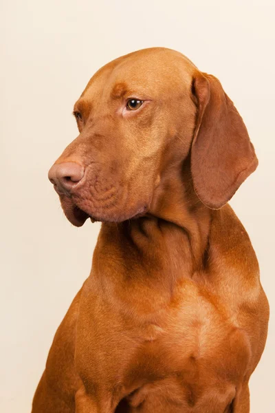 Maďarská nebo magyar vizsla — Stock fotografie