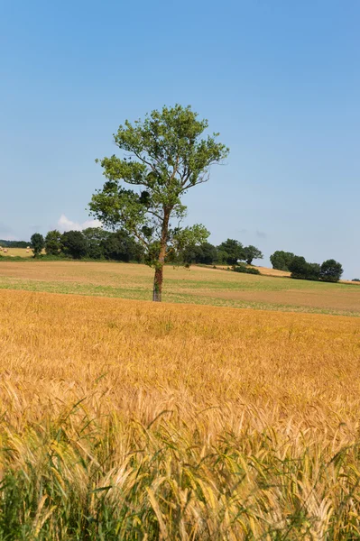 Árvore única no campo agrícola — Fotografia de Stock