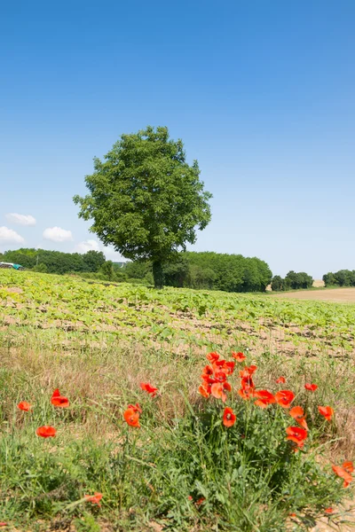 Árbol en el paisaje agrícola — Foto de Stock
