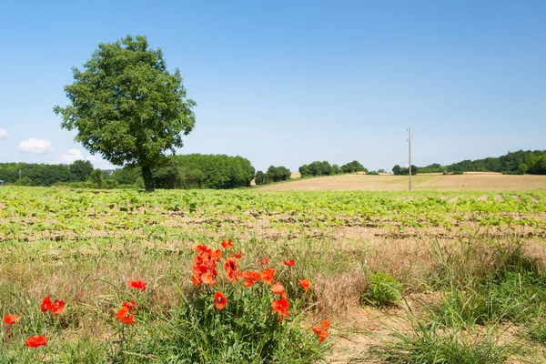 Árbol en el paisaje agrícola — Foto de Stock