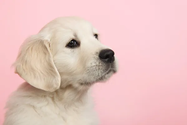 Puppy golden retreiver — Stock Photo, Image