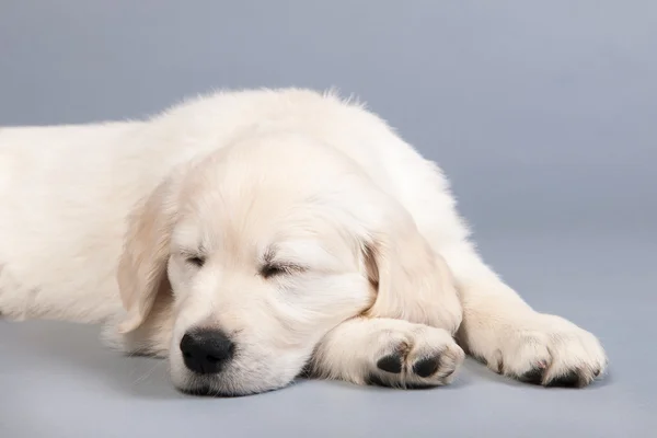 Cucciolo dorato retreiver — Foto Stock