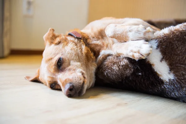Cão de raça cruzada sonolento na cesta — Fotografia de Stock