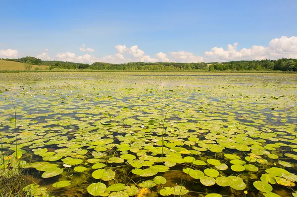 Lago con nenúfares y botellas de Brandy amarillas —  Fotos de Stock