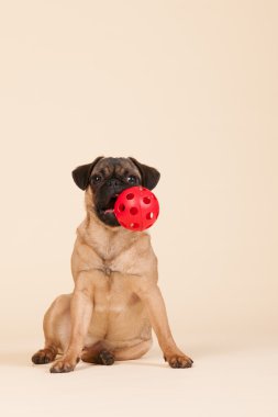 köpek pug krem zemin üzerine