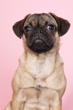 pembe bir arka plan üzerinde köpek pug