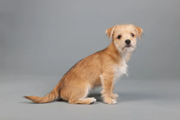 Cute little puppy — Stock Photo, Image