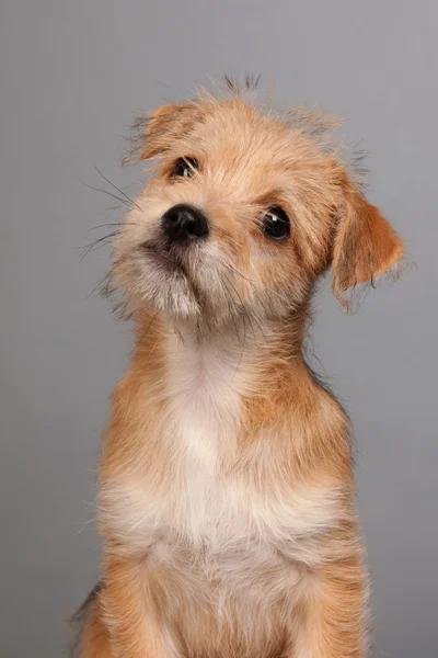 Carino piccolo cucciolo — Foto Stock