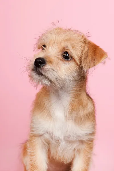 Cute little puppy — Stock Photo, Image