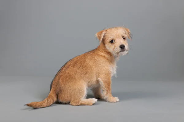 可愛い子犬ちゃん — ストック写真