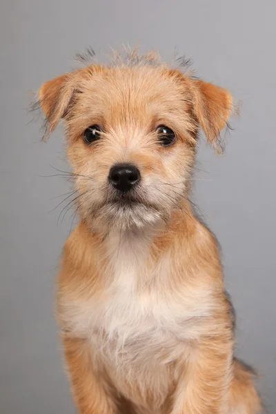 Cute little puppy — Stock Photo, Image