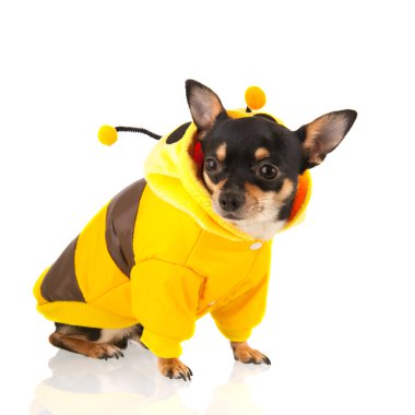 Beyaz arka plan üzerinde izole chihuahua