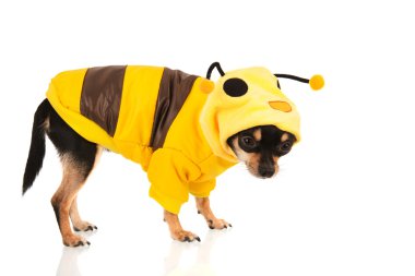 Beyaz arka plan üzerinde izole chihuahua