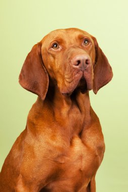 Macar veya magyar vizsla