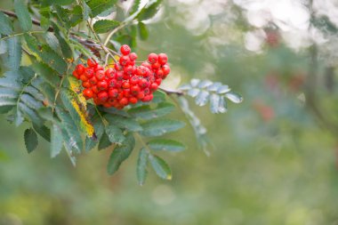 Kırmızı üvez (bitki)