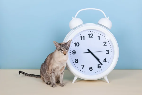Siamese katt bredvid väckarklocka — Stockfoto