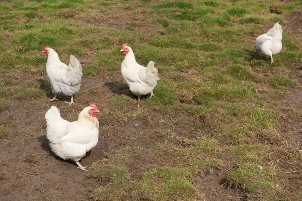 Vit kyckling — Stockfoto