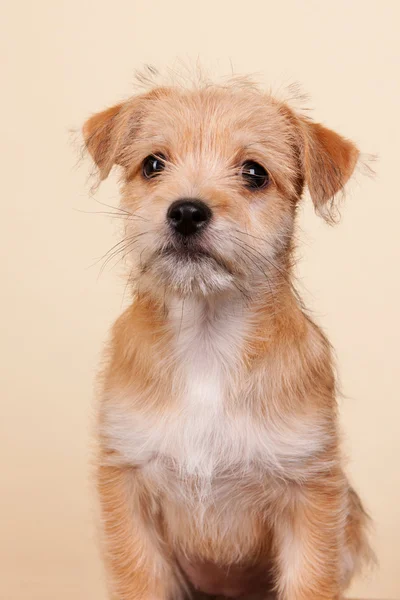 Cute little puppy — Stock Photo, Image