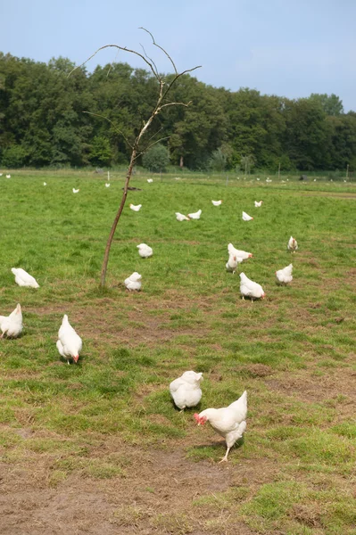 Pollo bianco — Foto Stock