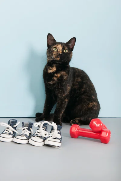 Katze mit Sportausrüstung — Stockfoto