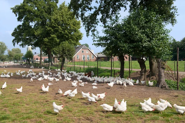 Granja de pollo — Foto de Stock