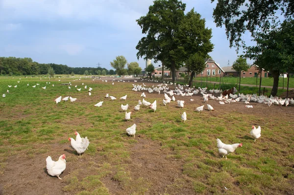 Allevamento di pollo — Foto Stock