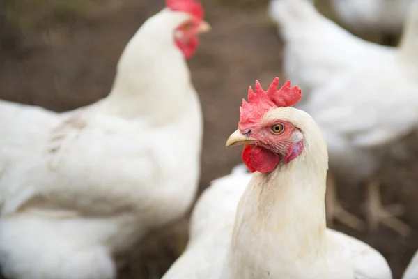 Weißes Huhn — Stockfoto