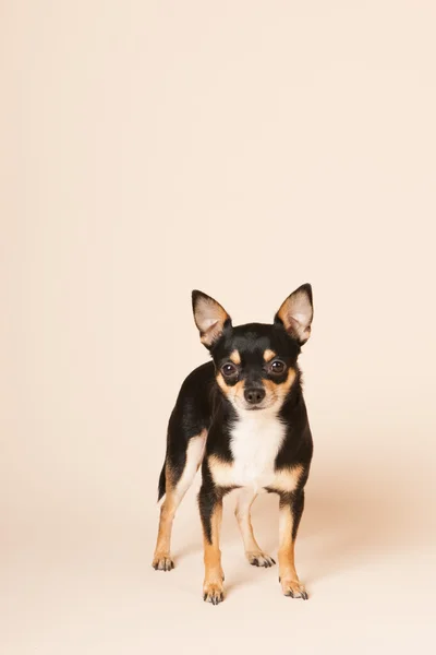 Chihuahua med beige bakgrunner – stockfoto