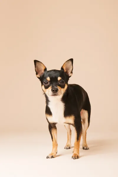 Chihuahua med beige bakgrunner – stockfoto