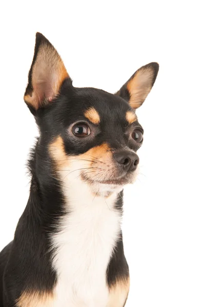 Chihuahua porträtt isolerade över vit bakgrund — Stockfoto