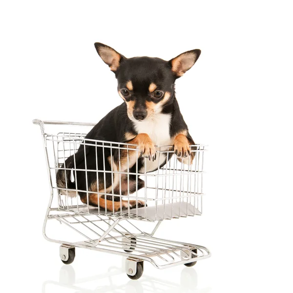 Chihuahua en carrito aislado sobre fondo blanco — Foto de Stock