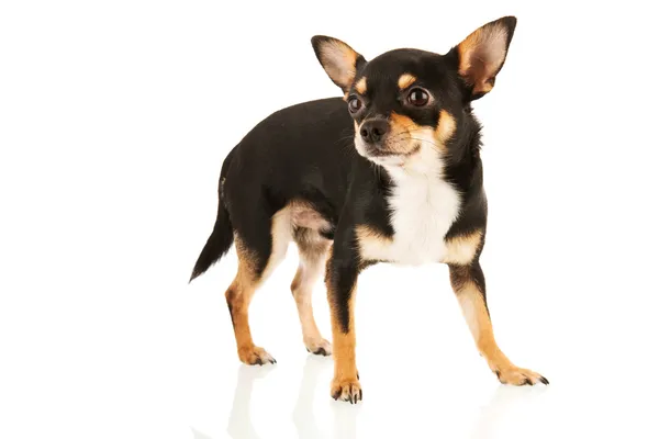Chihuahua isolé sur fond blanc — Photo