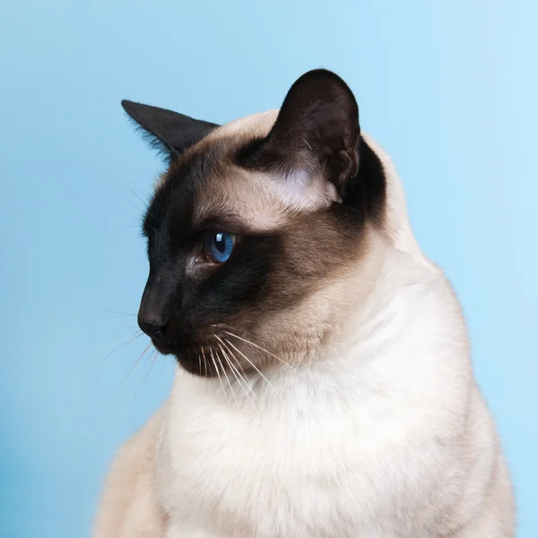 Siamese cat with blue eyes — Stock Photo © VladAli #5248101