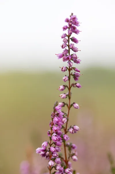 Heather makroszintű virágokat — Stock Fotó