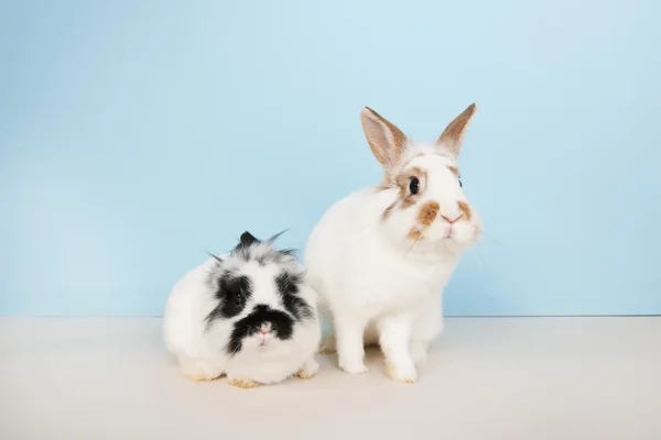 在蓝色背景上的两只兔子 — 图库照片