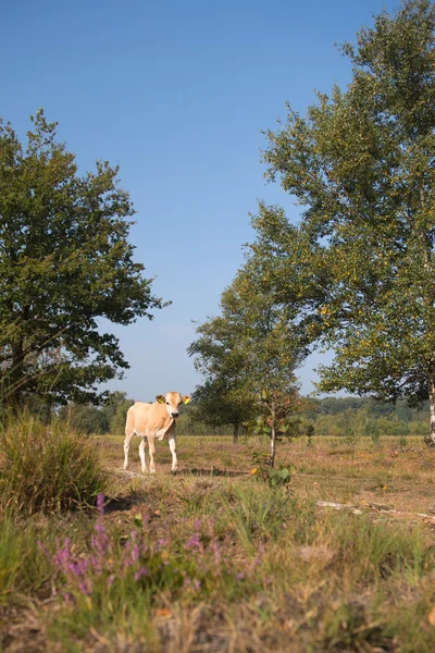 Paesaggio naturale con mucche in acqua — Foto Stock