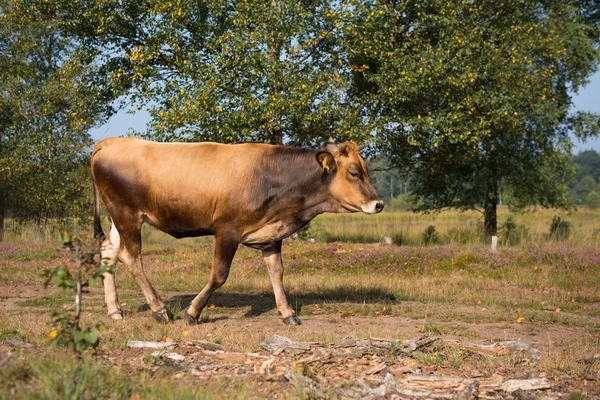 Nature landscape with cows in water — Stock Photo, Image