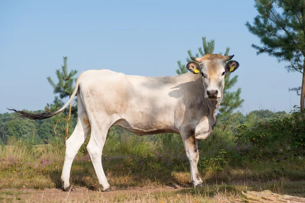 Naturen landskap med kor i vatten — Stockfoto