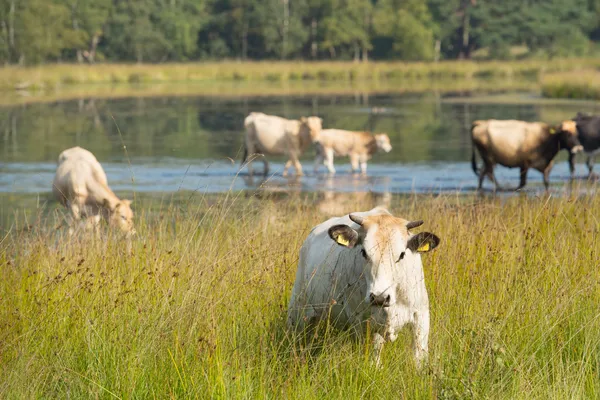 Paesaggio naturale con mucche in acqua — Foto Stock