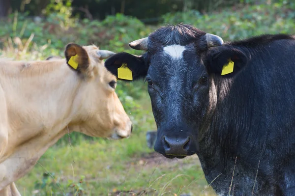 Black and brown cow in nature — Stock Photo, Image